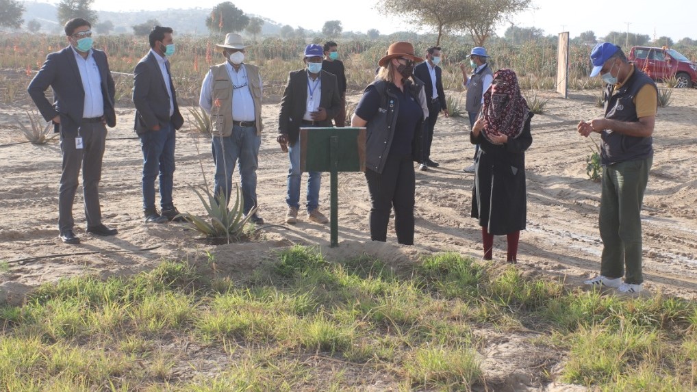 Bio-Saline Agriculture in Thar should benefit local communities – FAO - Photo Thar Foundation - Sindh Courier