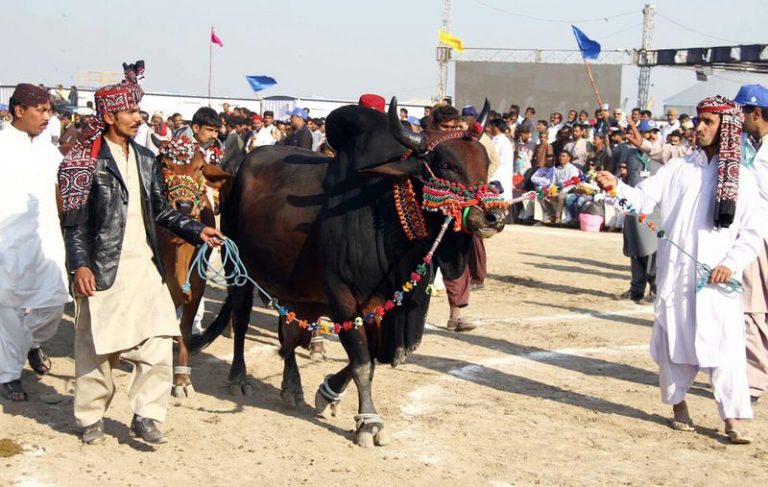 3-Day Sindh Livestock Expo 2021 begins on March 13