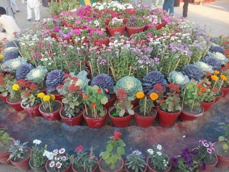63rd Annual Flower Show held in Mirpurkhas - Sindh Courier-2