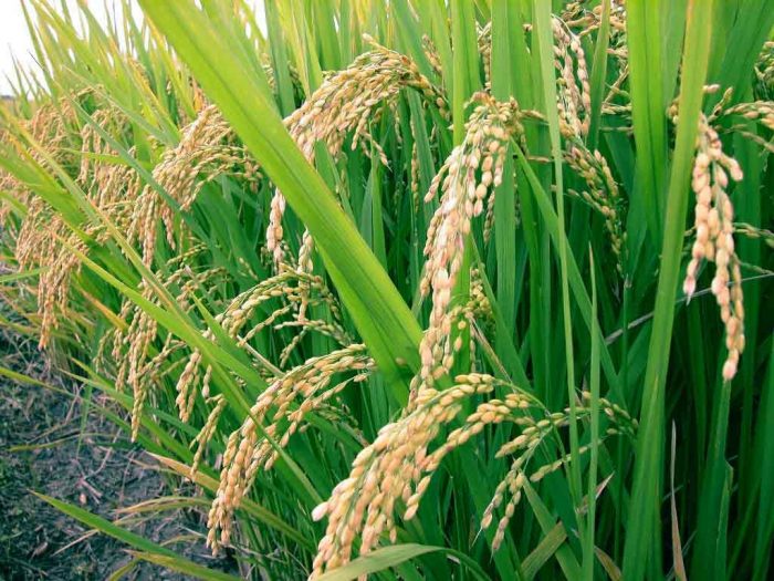 Growers Condemn Ban on Paddy Cultivation