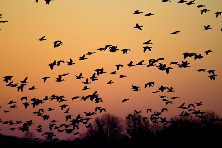 In search of new habitats - migratory birds