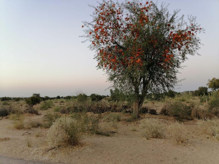 Rohiro……..Colorful tree of Thar - Sindh Courier-1