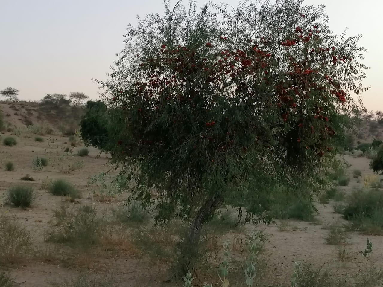 Rohiro……..Colorful tree of Thar - Sindh Courier-2