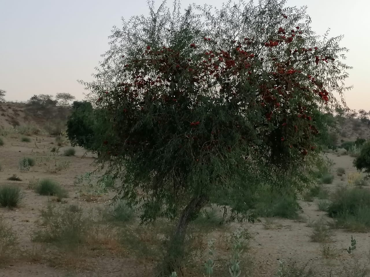 Rohiro……..Colorful tree of Thar - Sindh Courier-3