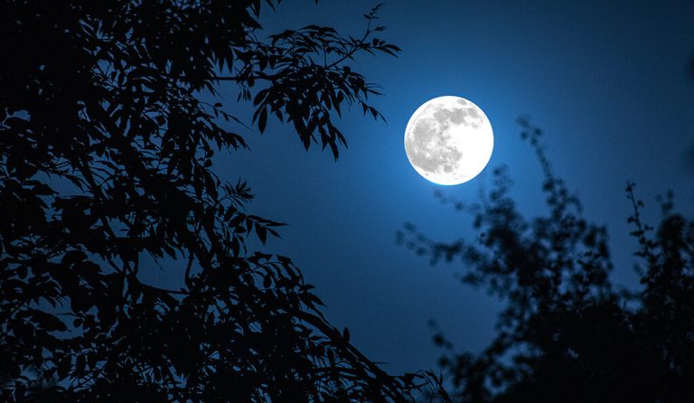 Night landscape of sky and super moon with bright moonlight behind silhouette of tree branch. Serenity nature background. Outdoors at nighttime.