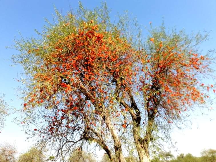 Tree in Thar Sindh Courier-2