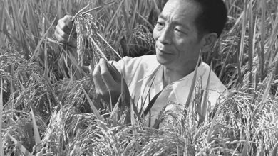 Photo of Yuan Longping – Crop scientist whose high-yield hybrid rice fed billions