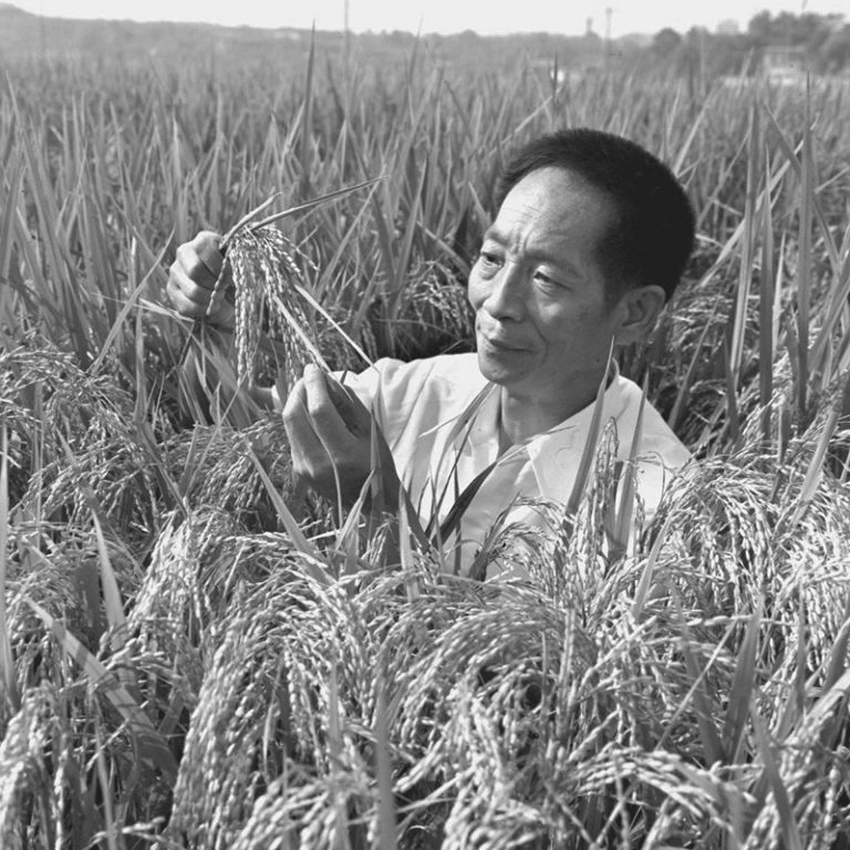 Yuan Longping - Crop scientist