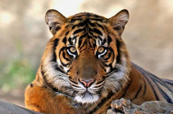 Photo of Eyes of the Royal Bengal Tiger: A Poem from Bengal