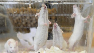 Photo of ‘Pregnant’ male rat study kindles bioethical debate in China