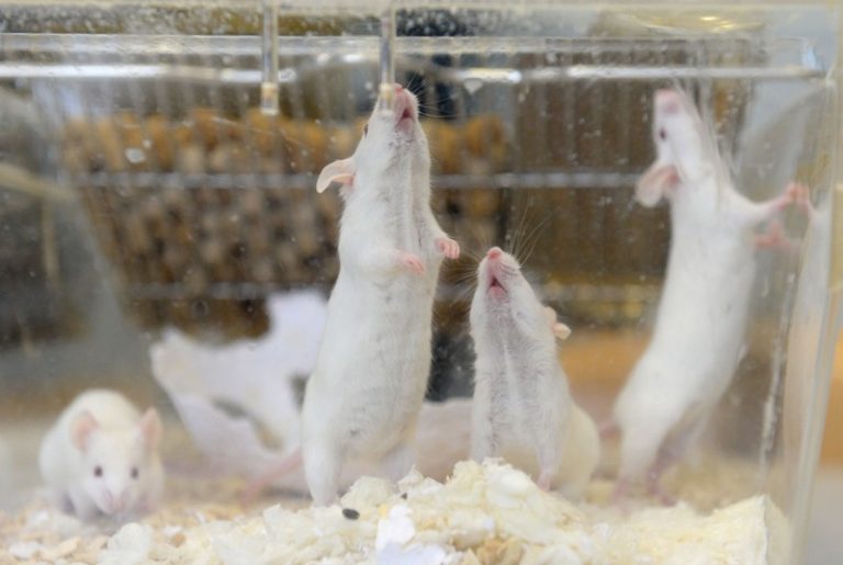 Pregnant’ male rat study