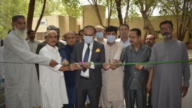 Photo of Sindh Agriculture University to grow Disease-Free Mango Plants