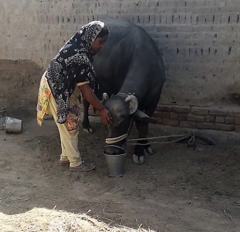 Ajeeba and her buffallo- Sindh-Courier
