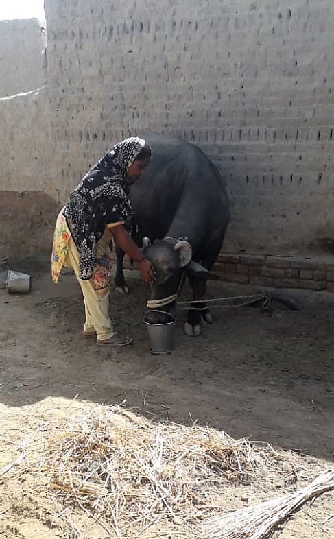 Ajeeba and her buffallo- Sindh-Courier