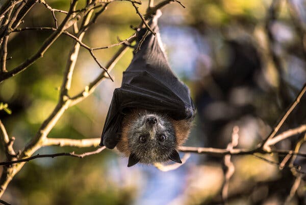 Photo of An Anecdote of Mother Bat