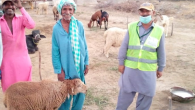 Photo of Community-Based Livestock Management in Disaster Affected Areas of Badin