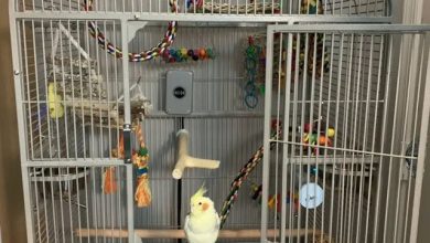 Beak-1