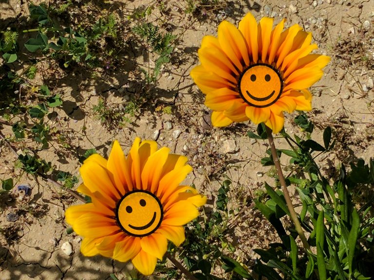 smiling-flowers-