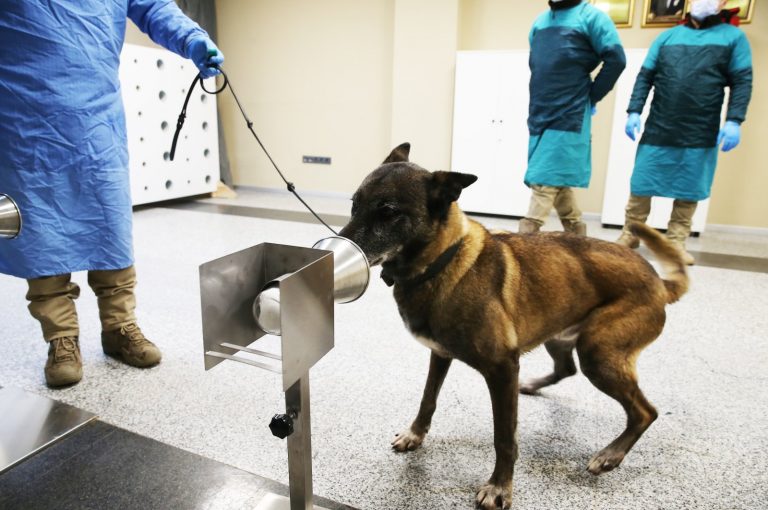 COVID-19: Turkish company trains dogs to detect infections