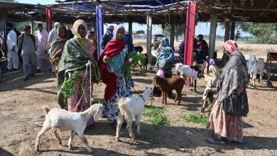 Photo of Sindh’s first ever Women’s Livestock Market organized in Tando Allahyar