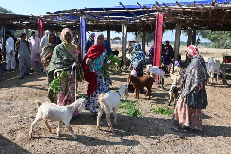 Sindh’s first ever Women’s Livestock Market organized in Tando Allahyar
