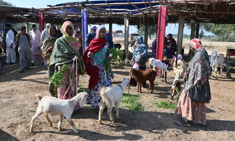 01-Women-Livestock-Market-Sindh-courier