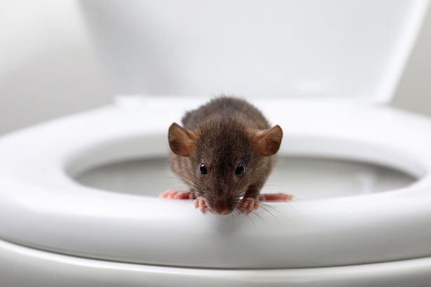 0_Rat-on-toilet-bowl-in-bathroom-Pest-control