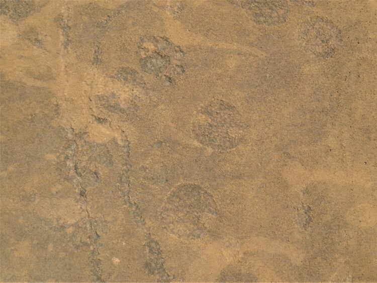 2-Camel-track-petroglyphs-at-Lahut-Tar-Mol-Valley-750x563
