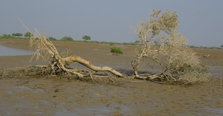 Floodplains covered by mangroves are fast disappearing