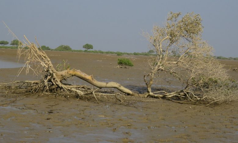 Photo of Ignored by Pakistan, the Indus delta is being lost to the sea