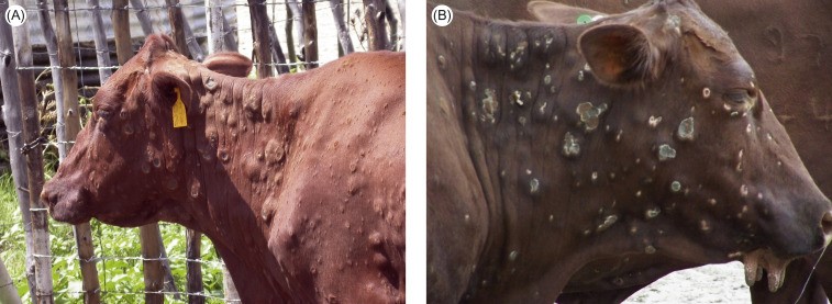 Photo of Outbreak of Lumpy Skin Disease in Animals in Sindh – A Dirty Danger Around
