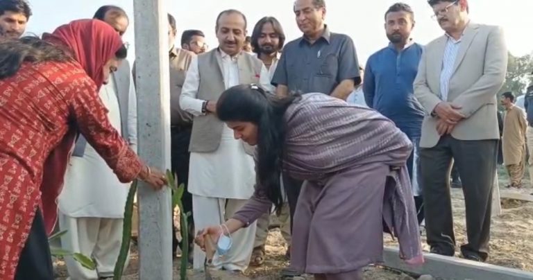 Sindh Agriculture University establishes first Dragon Fruit Experimental Nursery