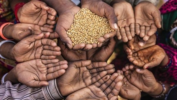 UN says Developing Countries to Face Food Crisis