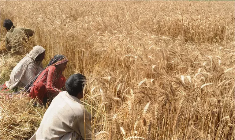 How Cultivation of Wheat Changed Mankind