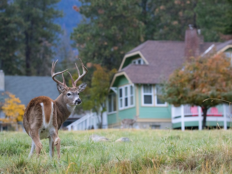 An estimated 30 million deer live in the United States. They have adapted well to living around humans.