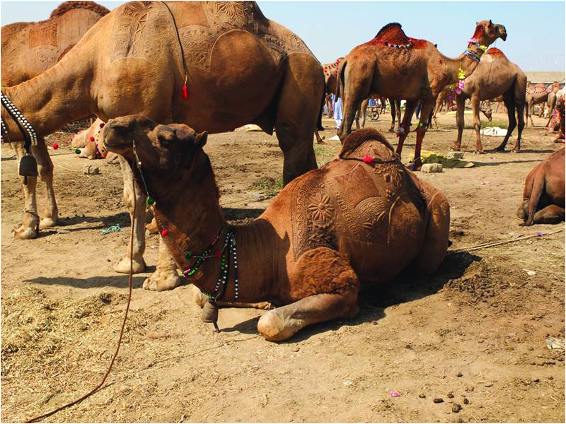 Camels at the fair, Karachi