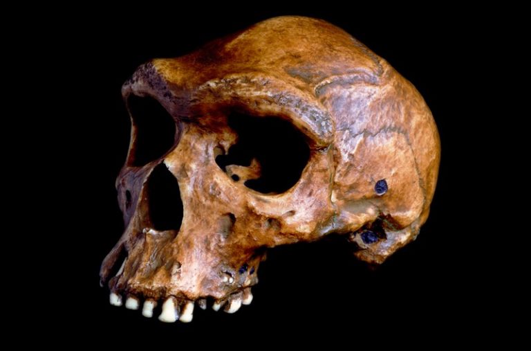 Early human species