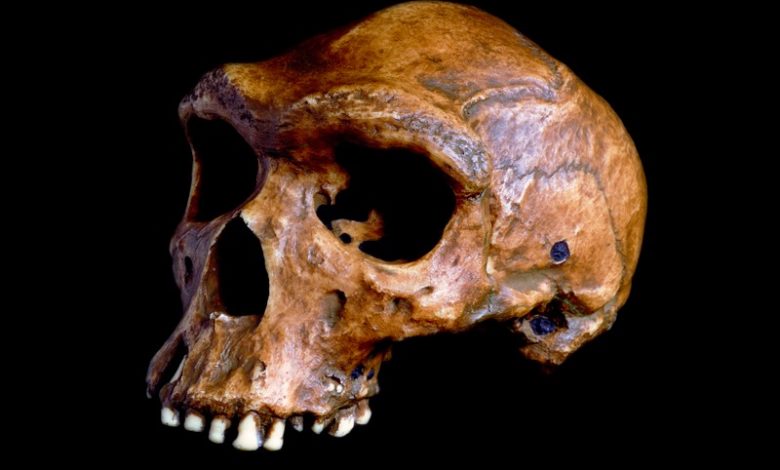 Early human species