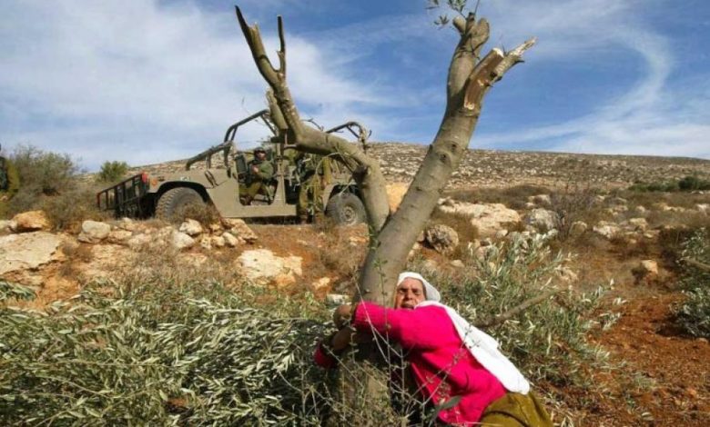 Photo of WHERE AN OLIVE TREE BURNS