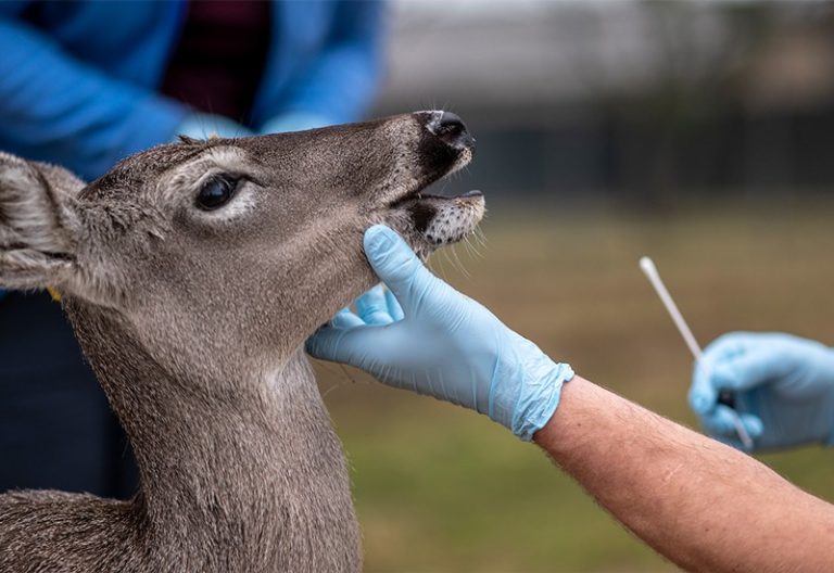 Researchers prepare to swab a white-tailed deer in College Station, Texas, to check for SARS-CoV-2.