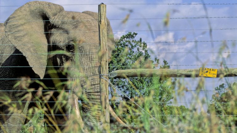 An African elephant alongside an electric fence in Laikipia, Kenya.