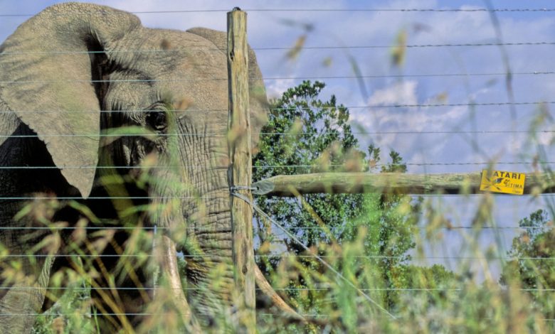 Photo of Unnatural Barriers: How the Boom in Fences Is Harming Wildlife