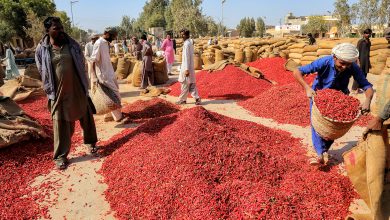 Photo of 46 different diseases devastate Sindh’s Chili crop