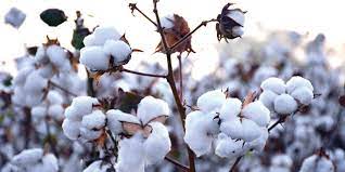 Photo of Climate Change causes 50% decline in cotton production in Sindh