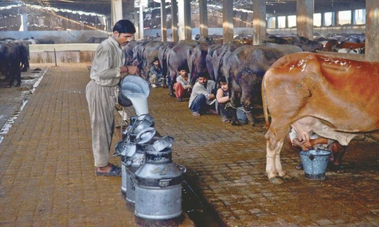 STUDY FINDS TOXICITY IN ANIMAL MILK IN SINDH