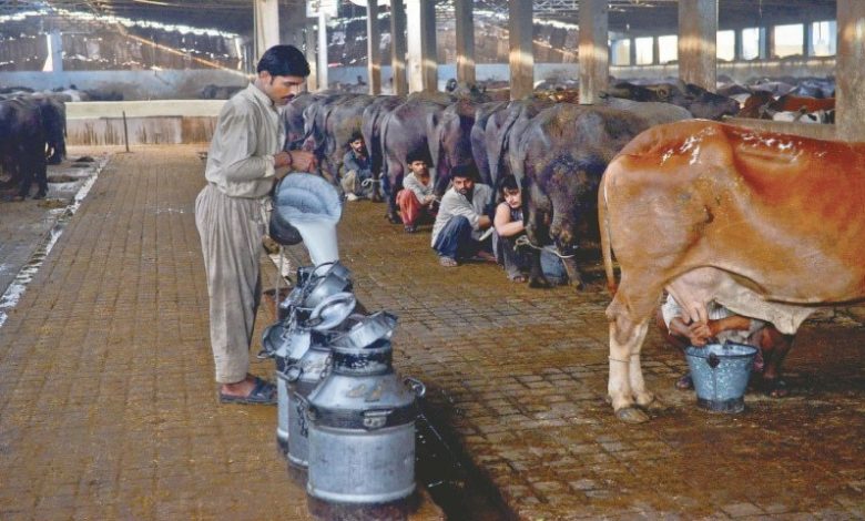 Photo of STUDY FINDS TOXICITY IN ANIMAL MILK IN SINDH