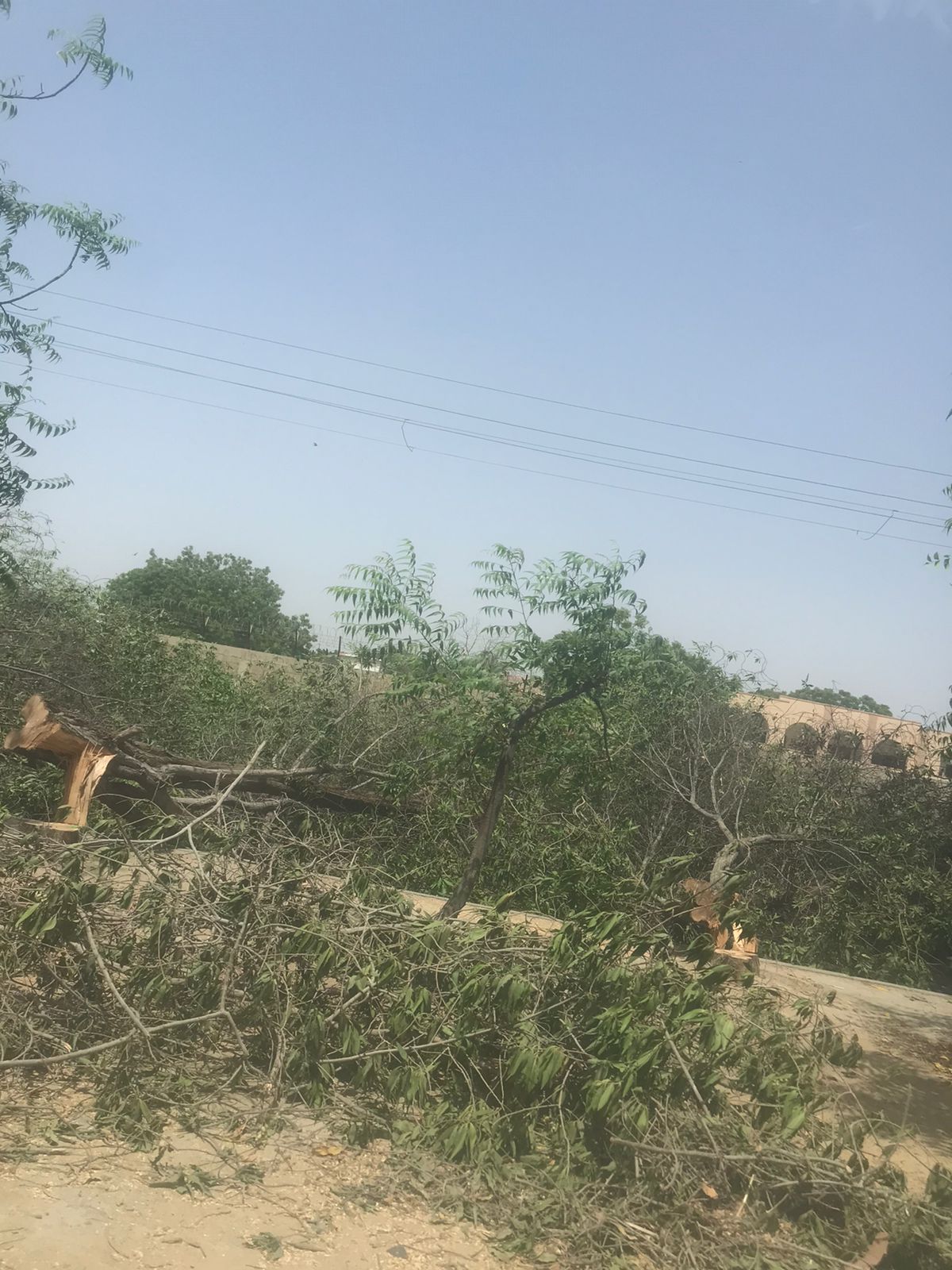 Trees-Chopping-Karachi-Sindh Courier-1