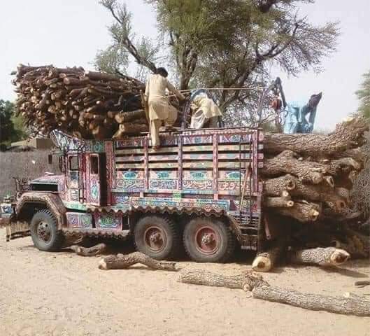 Trees-Chopping-Karachi-Sindh Courier-3