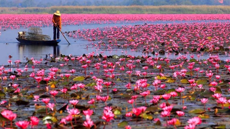 RED LILY FLOWER – A Short Story from Vietnam