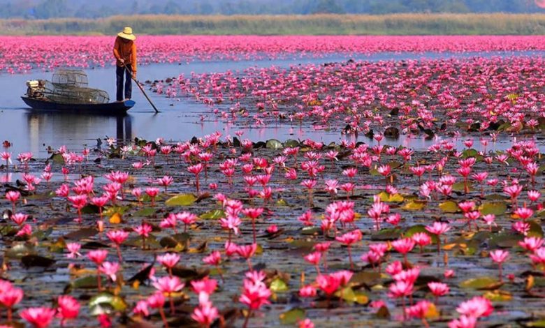 Photo of RED LILY FLOWER – A Short Story from Vietnam